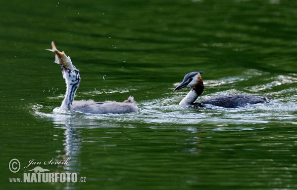 Great Crested Grebe (Podiceps cristatus)