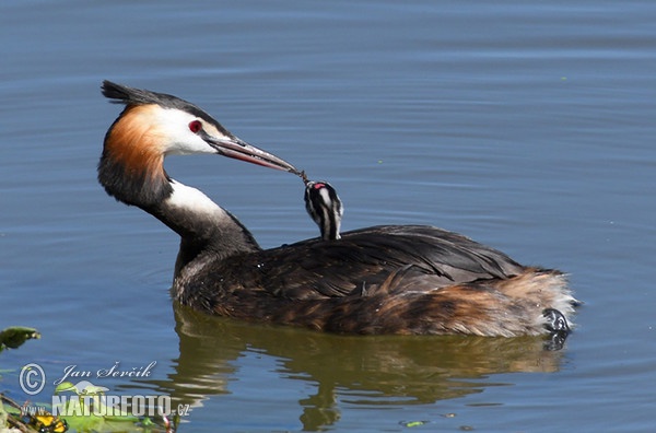 Great Crested Grebe (Podiceps cristatus)