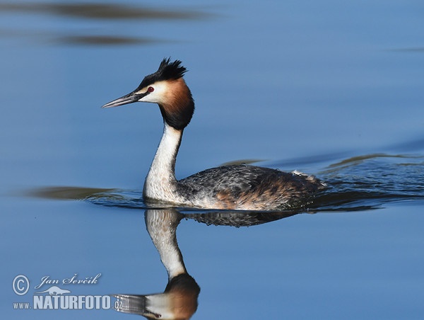 Great Crested Grebe (Podiceps cristatus)