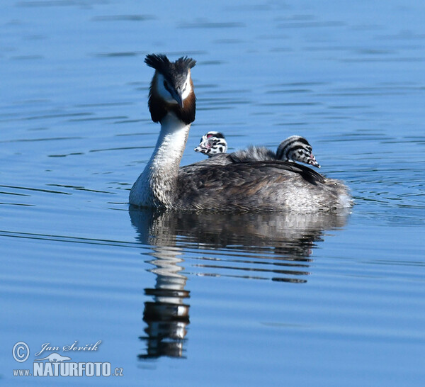 Great Crested Grebe (Podiceps cristatus)