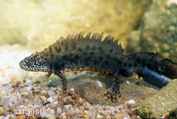 Great Crested Newt (Triturus cristatus)