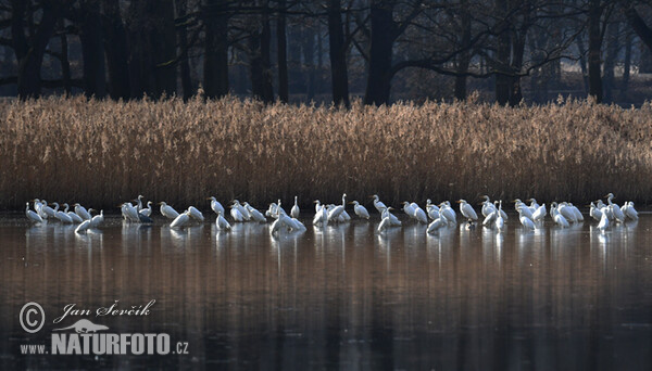 Great Egret (Casmerodius albus)