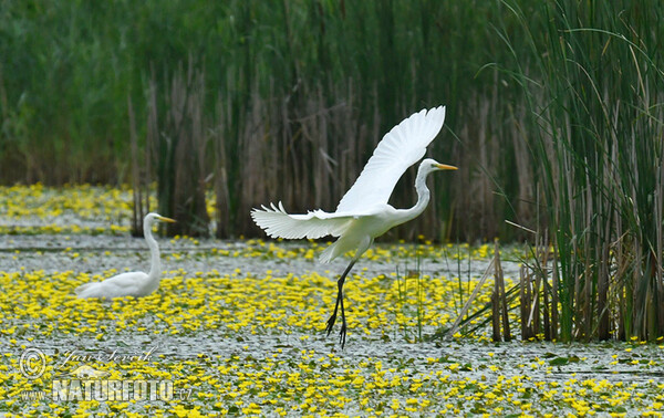 Great Egret (Casmerodius albus)