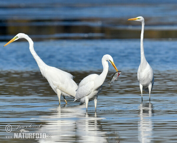 Great Egret (Casmerodius albus)