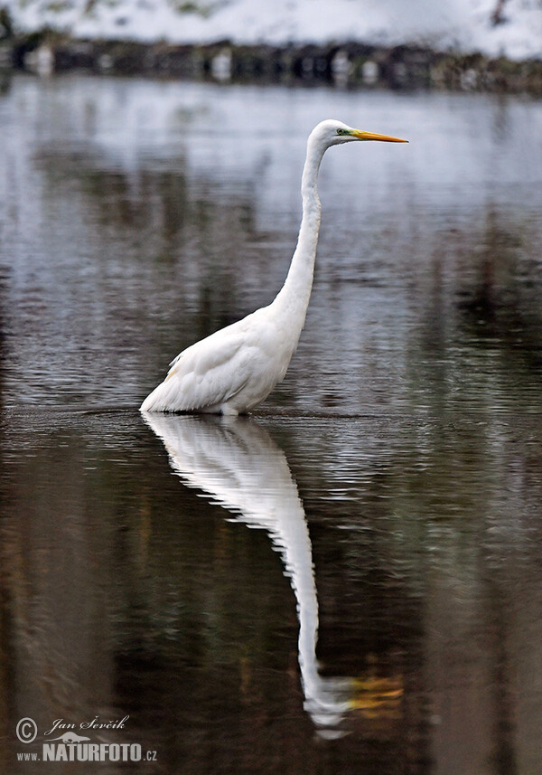 Great Egret (Casmerodius albus)
