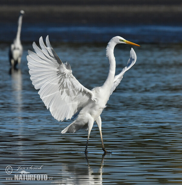 Great Egret (Casmerodius albus)