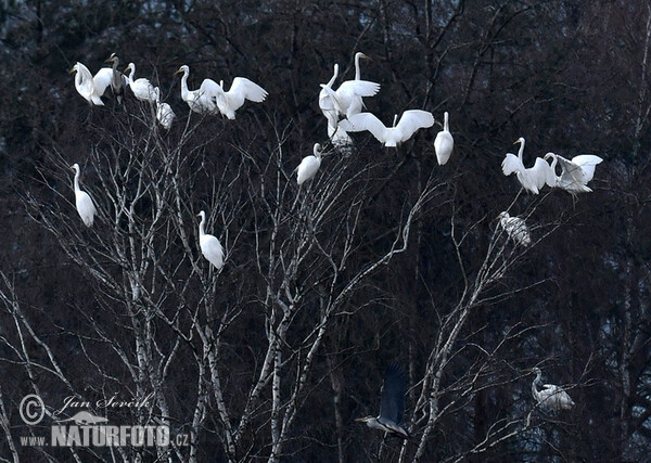 Great Egret (Casmerodius albus)