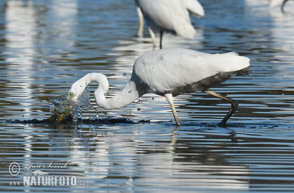 Great Egret (Casmerodius albus)