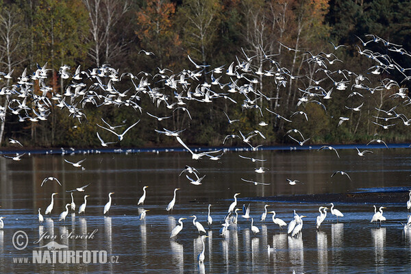 Great Egret (Casmerodius albus)