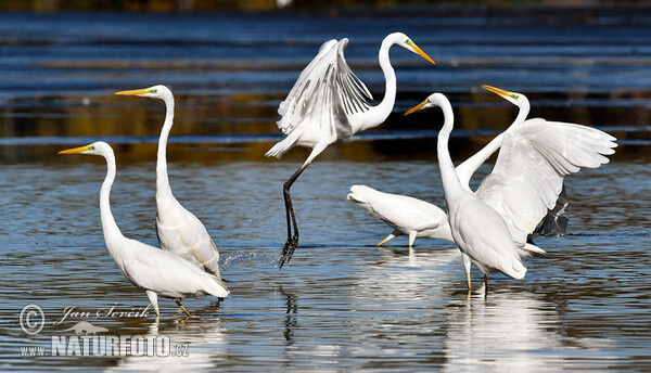 Great Egret (Casmerodius albus)