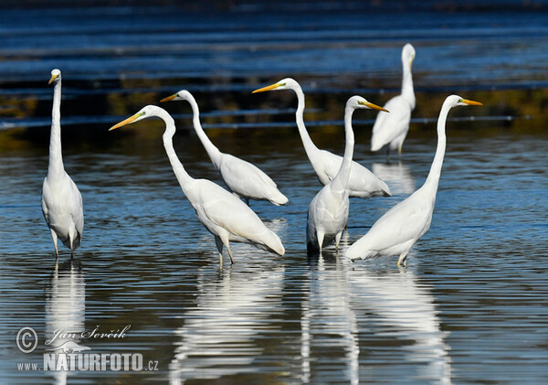 Great Egret (Casmerodius albus)