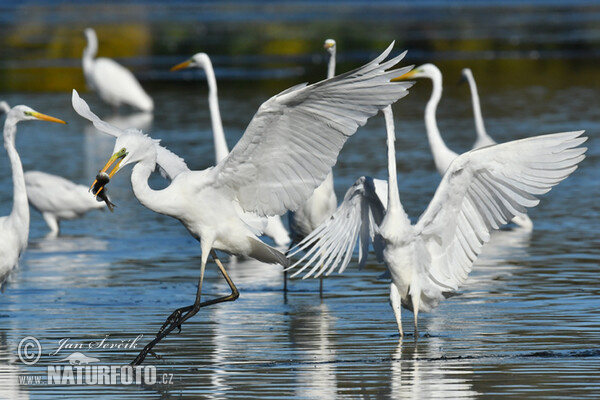Great Egret (Casmerodius albus)