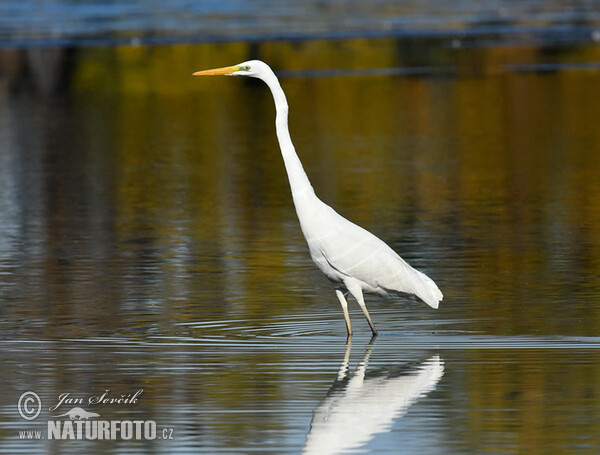 Great Egret (Casmerodius albus)