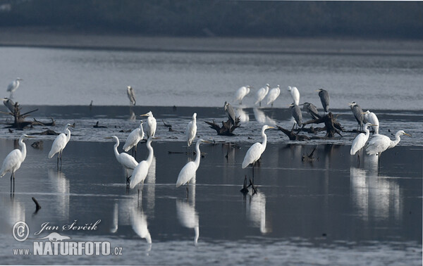 Great Egret (Casmerodius albus)