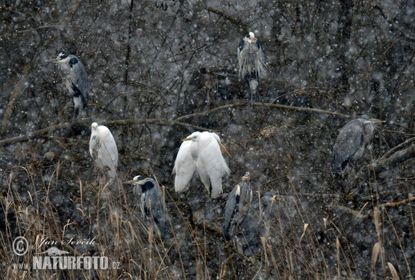 Great Egret (Casmerodius albus)