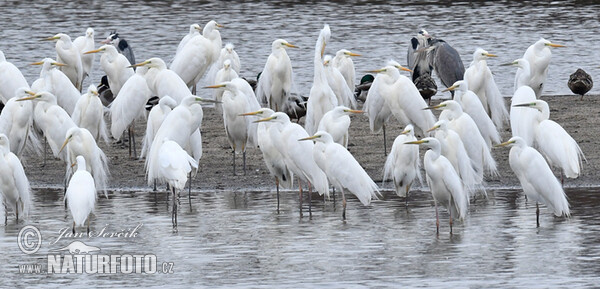 Great Egret (Casmerodius albus)