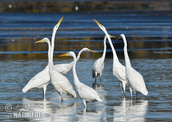 Great Egret (Casmerodius albus)