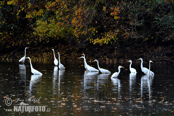 Great Egret (Casmerodius albus)