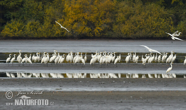 Great Egret (Casmerodius albus)