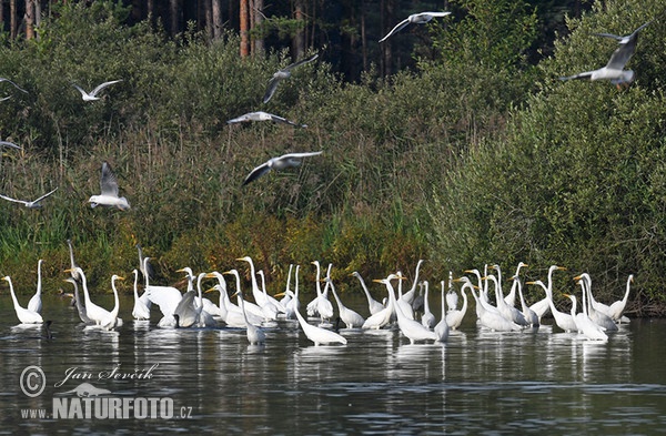 Great Egret (Casmerodius albus)