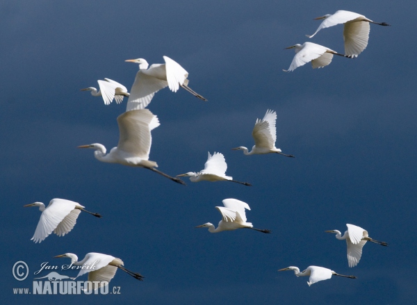 Great Egret (Casmerodius albus)