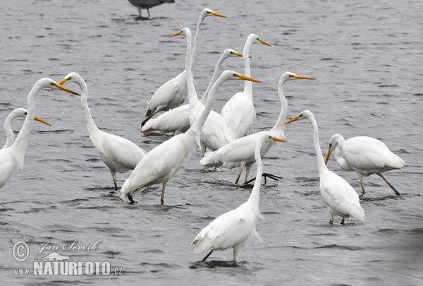 Great Egret Gray Heron (Casmerodius albus)