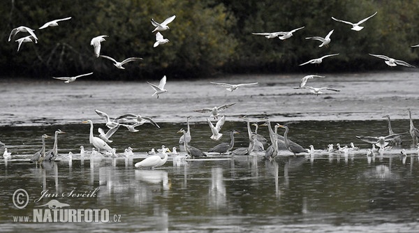 Great Egret Gray Heron (Casmerodius albus)