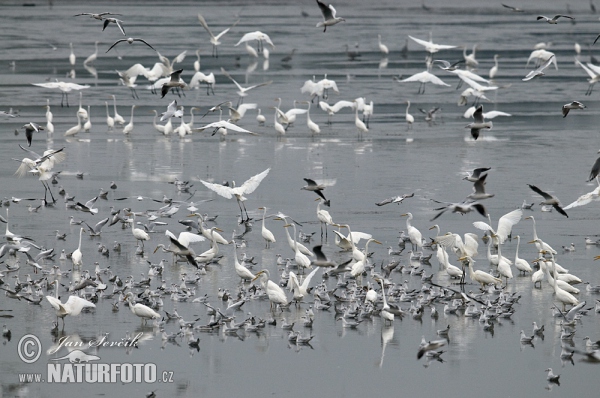 Great Egret Gray Heron (Casmerodius albus)