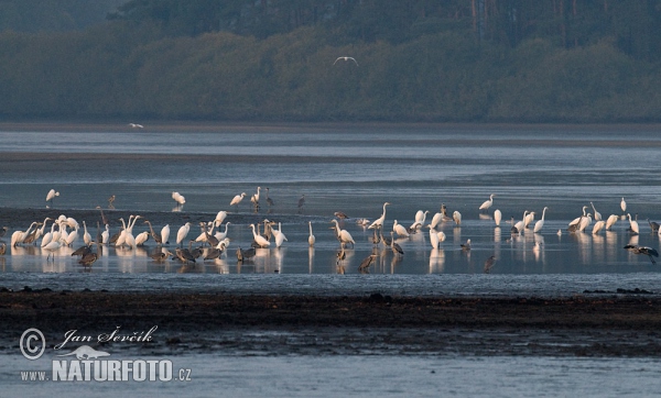 Great Egret Gray Heron (Casmerodius albus)