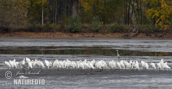 Great Egret Gray Heron (Casmerodius albus)