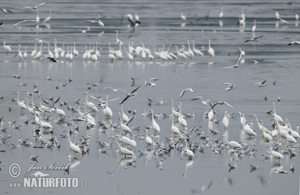 Great Egret Gray Heron (Casmerodius albus)