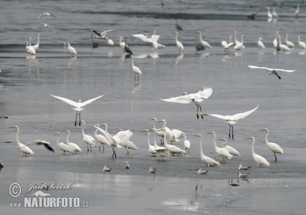 Great Egret Gray Heron (Casmerodius albus)