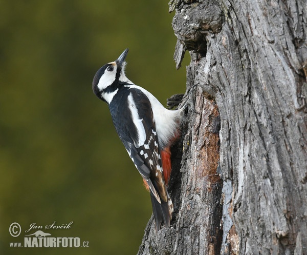 Great Spotted Woodpecker (Dendrocopos major)