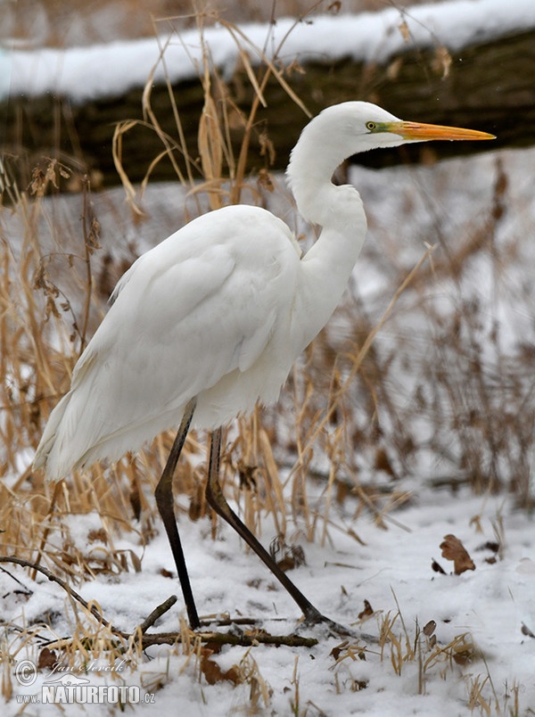 Great White Egret (Casmerodius albus)