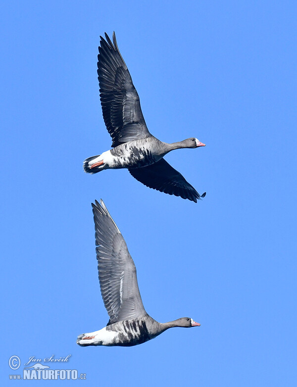 Greated White-fronted Goose (Anser albifrons)