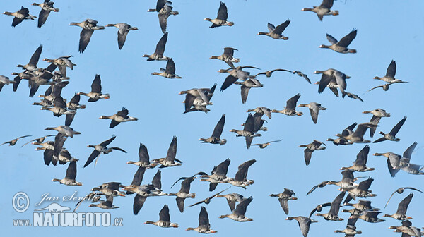 Greated White-fronted Goose (Anser albifrons)