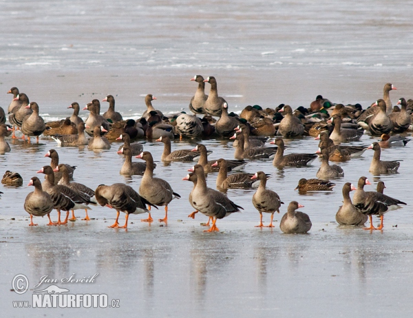 Greated White-fronted Goose (Anser albifrons)