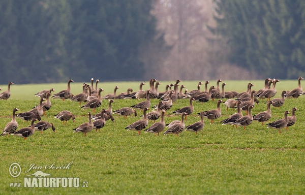 Greated White-fronted Goose (Anser albifrons)