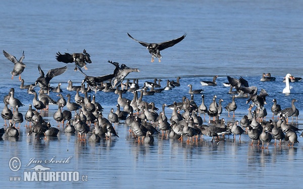 Greated White-fronted Goose (Anser albifrons)