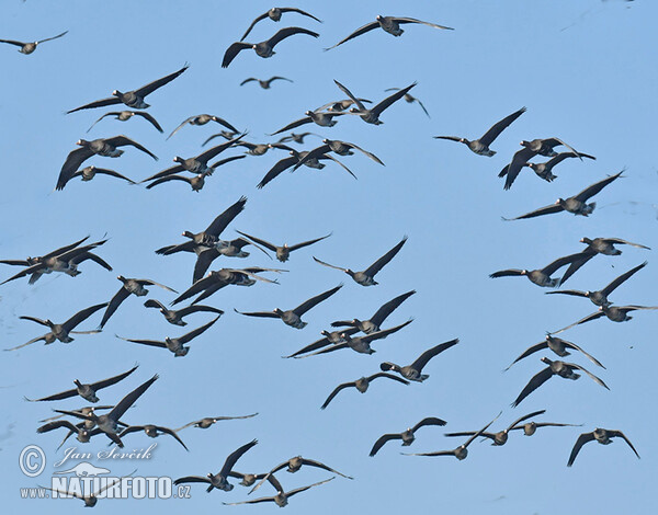 Greated White-fronted Goose (Anser albifrons)