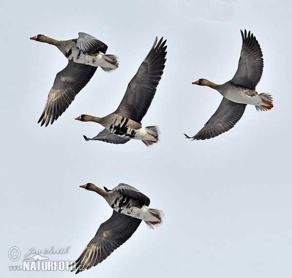 Greated White-fronted Goose (Anser albifrons)