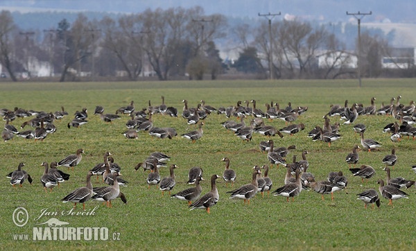 Greated White-fronted Goose (Anser albifrons)