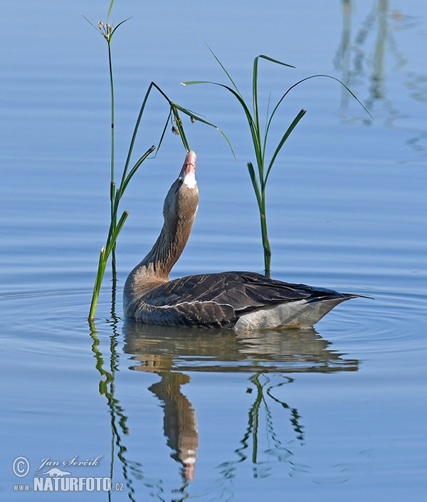 Greated White-fronted Goose (Anser albifrons)