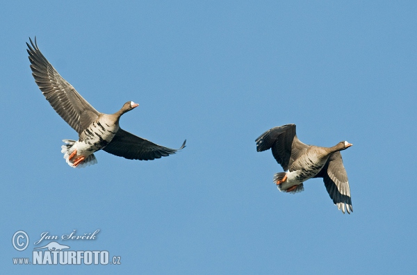 Greated White-fronted Goose (Anser albifrons)