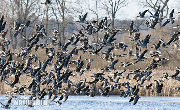 Greated White-fronted Goose (Anser albifrons)