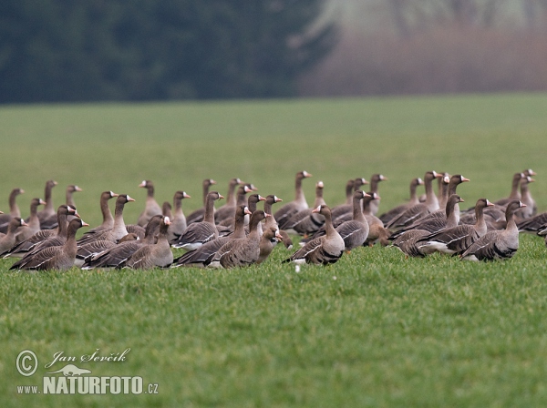 Greated White-fronted Goose (Anser albifrons)