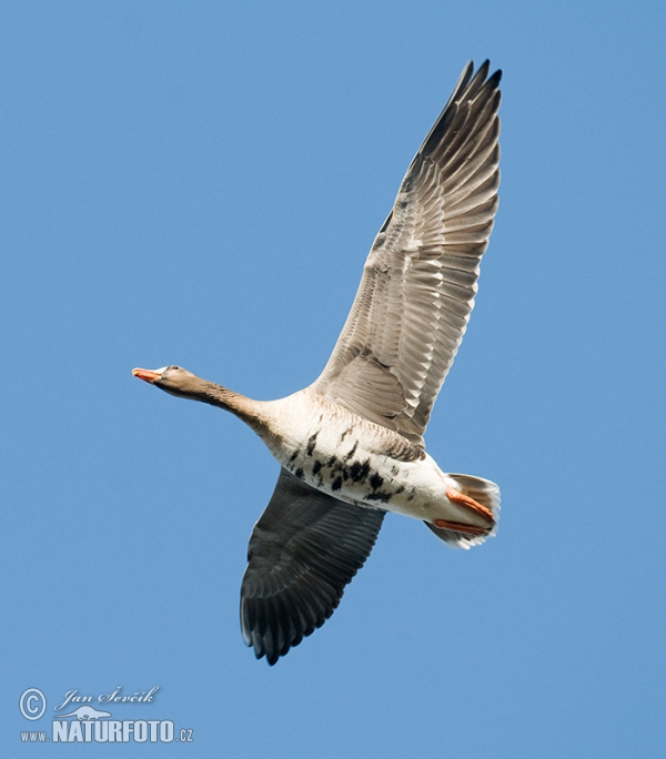 Greated White-fronted Goose (Anser albifrons)