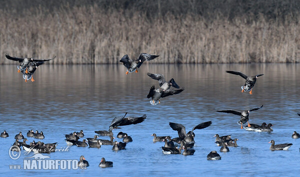 Greated White-fronted Goose (Anser albifrons)