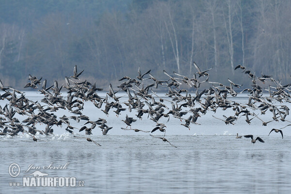 Greated White-fronted Goose (Anser albifrons)