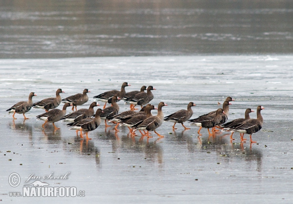 Greated White-fronted Goose (Anser albifrons)